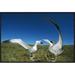 East Urban Home 'Antipodean Albatross Courtship Display, Auckland Islands, New Zealand' Photographic Print Canvas, in Blue/Green | Wayfair