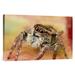 East Urban Home 'Jumping Spider Portrait, Reunion' Photographic Print, Wood in Brown/Orange | 20 H x 30 W x 1.5 D in | Wayfair URBP0583 41067866
