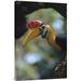 East Urban Home 'Sulawesi Red-Knobbed Hornbill Male Delivering Figs to Female, Sulawesi, Indonesia' Photographic Print, | Wayfair URBP6478 41075609