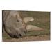 East Urban Home 'Northern White Rhinoceros Grazing, Native to Africa' Photographic Print, Wood in Gray/Green | 16 H x 24 W x 1.5 D in | Wayfair