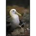 East Urban Home Waved Albatross Guarding Young Chick, Galapagos Islands, Ecuador - Wrapped Canvas Photograph Print Canvas, in Brown | Wayfair