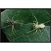 East Urban Home 'Jumping Spider Colorful Male & Pale Female Courting, Sri Lanka' Photographic Print Canvas, in Green | Wayfair EAAC8747 39227018