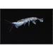 East Urban Home 'Antarctic Krill, Antarctica' Photographic Print, Wood in Black/Gray | 16 H x 24 W x 1.5 D in | Wayfair EAAC8937 39227730