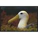 East Urban Home Waved Albatross Portrait, Galapagos Islands, Ecuador - Wrapped Canvas Photograph Print Canvas, in Red/White | Wayfair