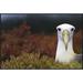 East Urban Home Waved Albatross Portrait, Galapagos Islands, Ecuador - Wrapped Canvas Photograph Print Canvas, in White | Wayfair EAUB5004 38518237