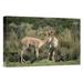 East Urban Home Vicunas Nuzzling, Pampa Galeras National Reserve, Peruvian Andes, Peru - Wrapped Canvas Photograph Print Canvas, | Wayfair