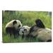 East Urban Home 'Giant Panda Female & Year Old Cub Playing, Chengdu Panda Breeding Research Center, China' Photographic Print, in White | Wayfair