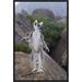 East Urban Home 'Ring-Tailed Lemur Male Walking Upright on Rocks in the Andringitra Mountains, Vulnerable | 18 H x 12 W x 1.5 D in | Wayfair