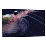 East Urban Home 'Antarctic Krill, Antarctica' Photographic Print, Wood in Blue/Gray/Red | 12 H x 18 W x 1.5 D in | Wayfair URBM9572 41066700