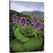 East Urban Home 'Giant Daisy in Full Bloom, Campbell Island, New Zealand' Photographic Print Canvas, Wood in White | 36 H x 24 W x 1.5 D in | Wayfair