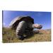East Urban Home 'Galapagos Giant Tortoise on Caldera Rim, Alcedo Volcano, Galapagos Islands' Photographic Print Canvas, in White | Wayfair