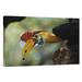 East Urban Home Sulawesi Red-Knobbed Hornbill - Wrapped Canvas Photograph Print Canvas, Wood in Green/Yellow | 20 H x 30 W x 1.5 D in | Wayfair