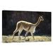 East Urban Home Vicuna Male on Lookout for Rivals, Pampa Galeras Nature Reserve, Peru - Wrapped Canvas Photograph Print Canvas, in White | Wayfair