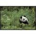 East Urban Home 'Giant Panda Year Old Male, Wolong Valley, Himalayas, China' Photographic Print, Wood in Green | 16 H x 24 W x 1.5 D in | Wayfair