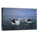 East Urban Home 'Antipodean Albatross Pair, Kaikoura, New Zealand' Photographic Print Canvas, Wood in Blue | 12 H x 18 W x 1.5 D in | Wayfair