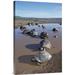 East Urban Home 'Volcan Alcedo Giant Tortoises Wallowing, Alcedo Volcano, Galapagos Islands' Photographic Print Canvas, in Brown/Gray | Wayfair