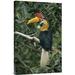 East Urban Home 'Sulawesi Red-Knobbed Hornbill Male in Fruiting Fig Tree, Sulawesi, Indonesia' Photographic Print Canvas, in Green | Wayfair