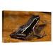 East Urban Home 'Poison Dart Frog Portrait, Napo River Area, Amazonia, Ecuador' Photographic Print, in Brown/Orange | Wayfair URBP5687 41074171