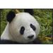 East Urban Home 'Giant Panda Portrait, Native to China' Photographic Print, Wood in White | 24 H x 36 W x 1.5 D in | Wayfair EAAC9245 39228590