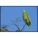 East Urban Home 'Blue-Fronted Parrot Amongst Treetops, Emas National Park, Brazil' Photographic Print Canvas, in Blue/Green | Wayfair