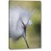 Ebern Designs 'FL Snowy egret w/ its breeding plumage' by Arthur Morris Giclee Art Print on Wrapped Canvas in Green/White | Wayfair