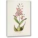 Bay Isle Home™ 'Orchid, Epidendrum Macrochilum' by Augusta Withers Giclee Art Print on Wrapped Canvas in White | 24 H x 16 W x 1.5 D in | Wayfair