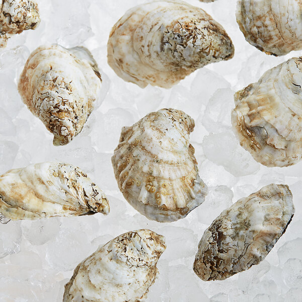 Rappahannock Oyster Co. Live Rappahannock River Oysters - 50/Case