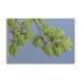 August Grove® 'Vine Maple I' Photographic Print Paper in Green | 16 H x 24 W x 0.01 D in | Wayfair FD4B4613F94E4915BC03FA5AC591F2F7