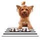 Kess eigene trebam Sest redaka orange Pet Schüssel Tisch-Sets für Hunde und Katzen Futterschüsseln, 18 von 33 cm, Tangerine