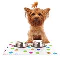 Kess eigene Beth Engel "Dots" Rainbow weiß Pet Schüssel Tisch-Sets zu sehen für Hunde und Katzen Futterschüsseln, 24 von 15 Zoll