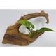 Trade Shop traesioramo Leaves Wurzel Baum 19 x 6 x 11 cm Ornament Aquarium Dekoration Deko Stein