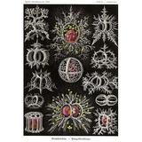 Buyenlarge Stephoidea by Ernst Haeckel - Graphic Art Print in Black/White | 66 H x 44 W x 1.5 D in | Wayfair 0-587-64620-LC4466