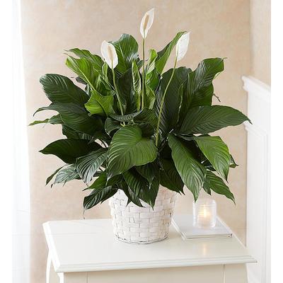 1-800-Flowers Everyday Gift Delivery Peace Lily Plant Medium | Happiness Delivered To Their Door