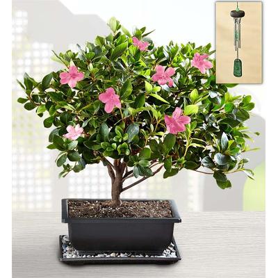 1-800-Flowers Plant Delivery Sweet Serenity Azalea Bonsai Large Plant W/ Windchime | Happiness Delivered To Their Door