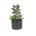 Vickerman 524930 - 9" Green Succulents in Cement Pot (FM181201) Home Office Succulents