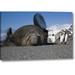 World Menagerie South Georgia Isl Bull Elephant Seal Throws Sand by Don Paulson - Photograph Print on Canvas in Blue/Gray | Wayfair