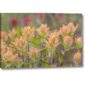Ebern Designs Alaska, Glacier Bay Np Indian Paintbrush Flowers by Don Paulson - Wrapped Canvas Photograph Print in Green/Pink | Wayfair
