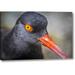 Breakwater Bay 'Alaska, Glacier Bay NP Black Oystercatcher Bird' Photographic Print on Wrapped Canvas in Black/Gray | 16 H x 24 W x 1.5 D in | Wayfair