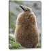 World Menagerie Antarctica, St Andrews Bay King Penguin Chick by Don Grall - Photograph Print on Canvas in Brown | 16 H x 10 W x 1.5 D in | Wayfair