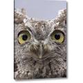Millwood Pines 'Ak, Ketchikan Portrait of Western Screech Owl' Photographic Print on Wrapped Canvas in Gray | 16 H x 10 W x 1.5 D in | Wayfair