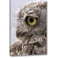 Millwood Pines 'Alaska, Ketchikan Western Screech Owl' Photographic Print on Wrapped Canvas in Gray | 24 H x 16 W x 1.5 D in | Wayfair