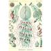 Buyenlarge Siphoneae Hydrozoa by Ernst Haeckel - Unframed Graphic Art Print in White | 36 H x 24 W x 1.5 D in | Wayfair 0-587-64613-LC2436