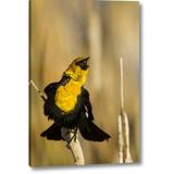 Winston Porter 'CA, Tule Lake Nwr Yellow-Headed Blackbird' Photographic Print on Wrapped Canvas in Black/Yellow | 16 H x 11 W x 1.5 D in | Wayfair