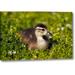 World Menagerie CA, San Diego, Duckling on the Shoreline by Christopher Talbot Frank - Photograph Print on Canvas in Brown/Green | Wayfair