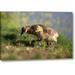 Millwood Pines 'California, San Diego, Lakeside Canada Goslings' Photographic Print on Wrapped Canvas in Gray/Green | Wayfair