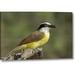 World Menagerie TX, Great Kiskadee Holding Insect in Its Beak by Dave Welling - Photograph Print on Canvas in Brown/Green | Wayfair