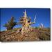 Millwood Pines 'CA, White Mts Weathered Tree in the Pine Forest' Photographic Print on Wrapped Canvas Metal in Blue/Brown | 21 H x 32 W in | Wayfair