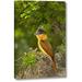 Winston Porter 'TX, Santa Ana NWR Rose-Throated Becard on Nest' Photographic Print on Wrapped Canvas in Blue/Green | 16 H x 10 W x 1.5 D in | Wayfair