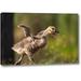 Ebern Designs 'California, San Diego, Lakeside Canada Gosling' Photographic Print on Wrapped Canvas in Green | 11 H x 16 W x 1.5 D in | Wayfair