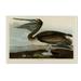 Bay Isle Home™ 'Brown Pelican' by John James Audubon Print on Wrapped Canvas in White | 30 H x 47 W x 2 D in | Wayfair